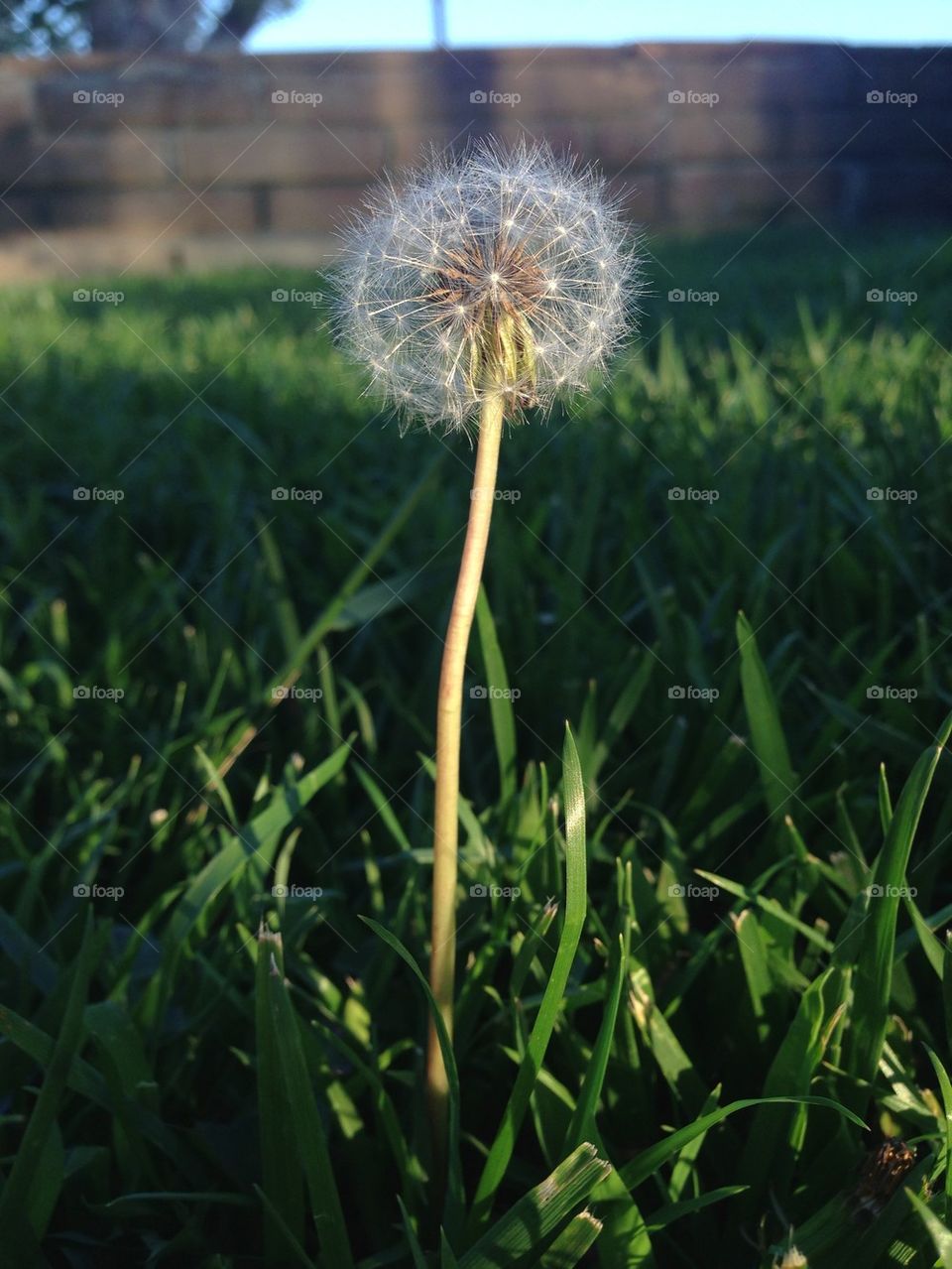 green nature flower white by itsAus