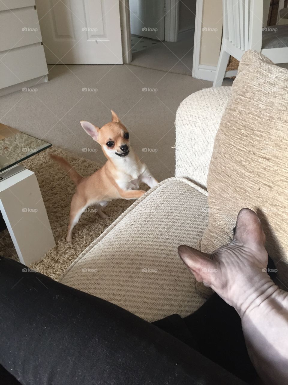 chihuahua and sphinx 