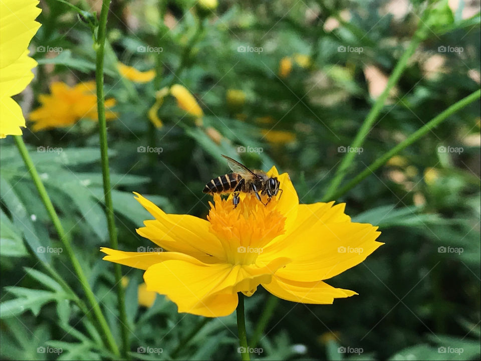Accidently shot taken that sharming bee flied on top while my intention just flamed for flower