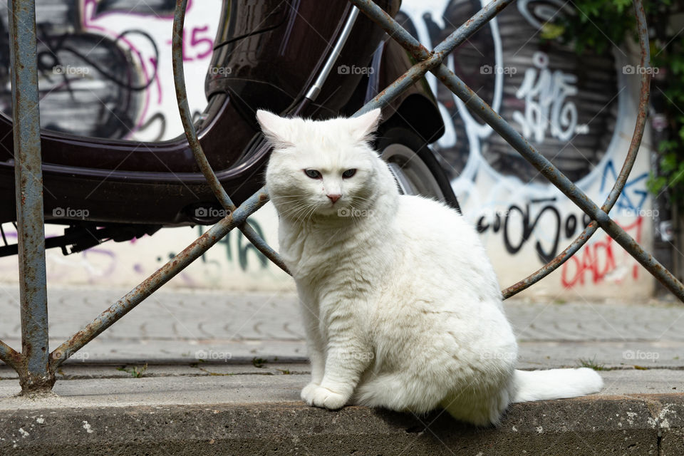 sitting white cat in the city