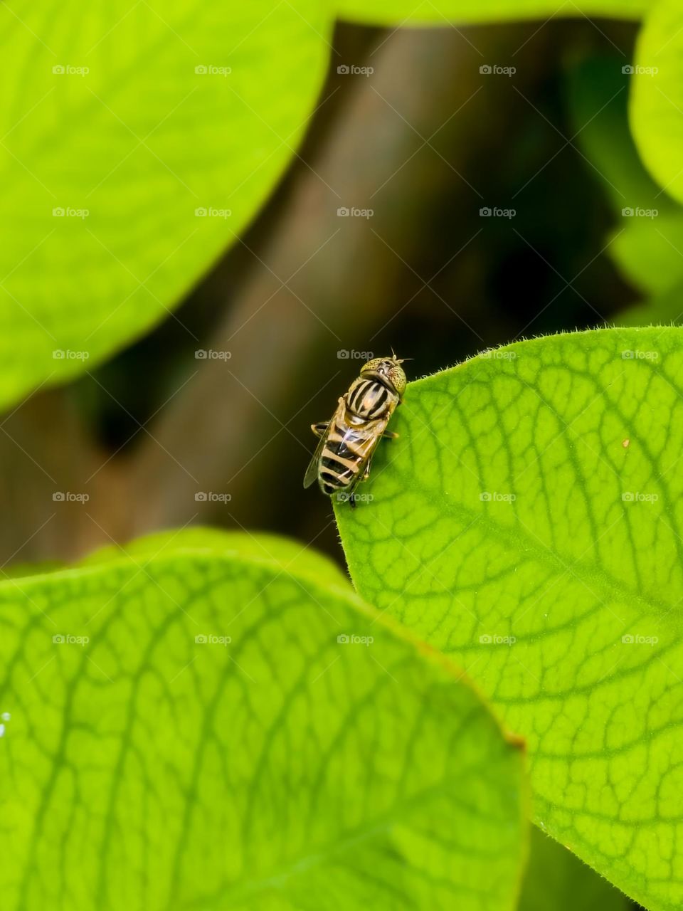 Eristalinus a specie of hoverfly