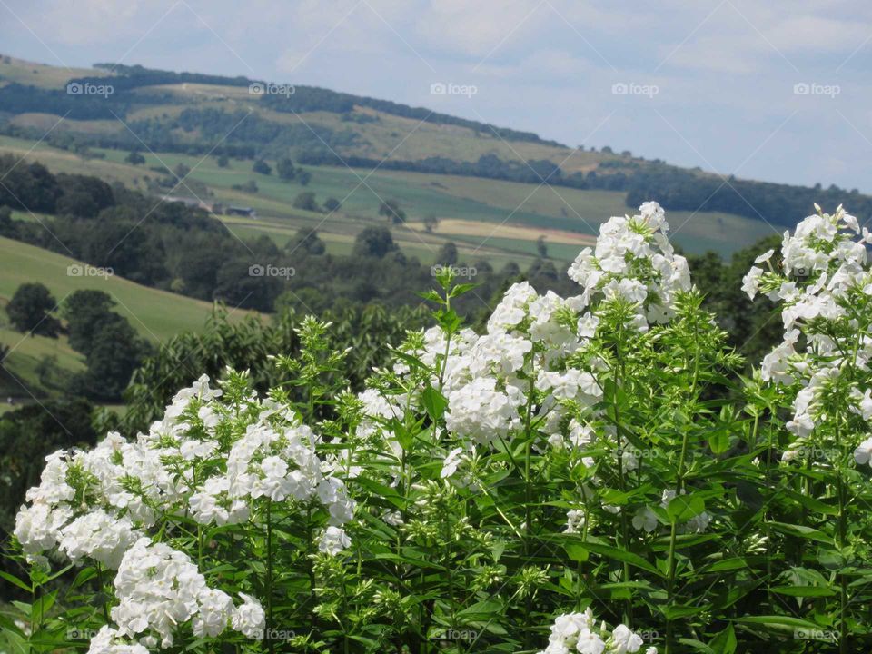 White phlox with derbyshire dales in background. View taken from Chatsworth house garden