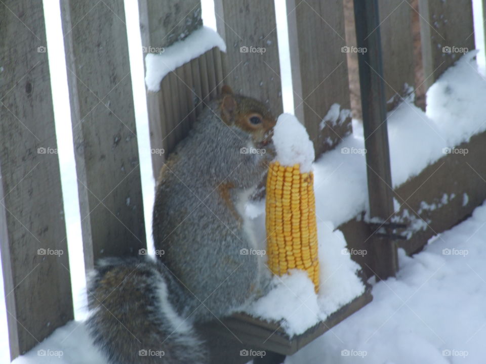 Squirrel winter feeding 