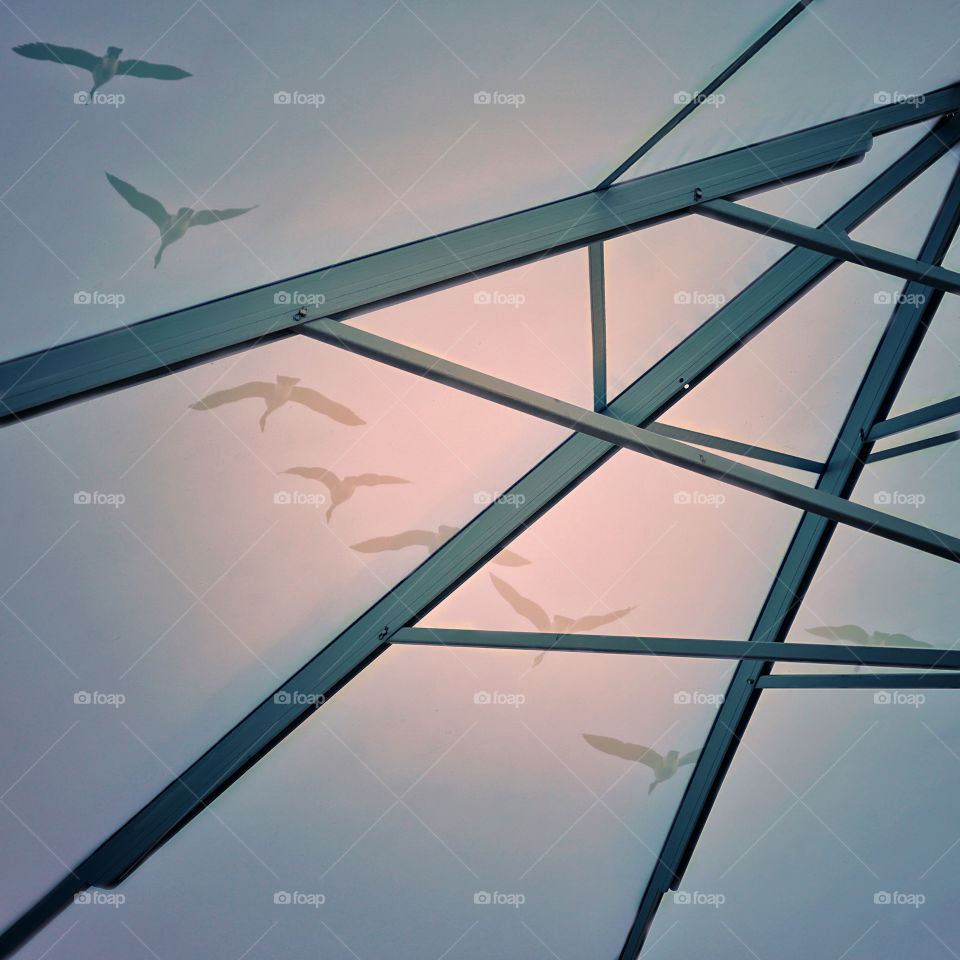 Geese flying seen through a beach umbrella 