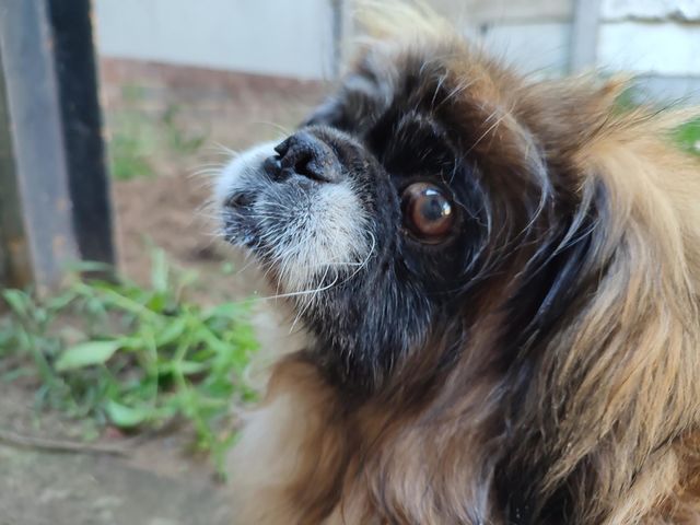 Pekingese male