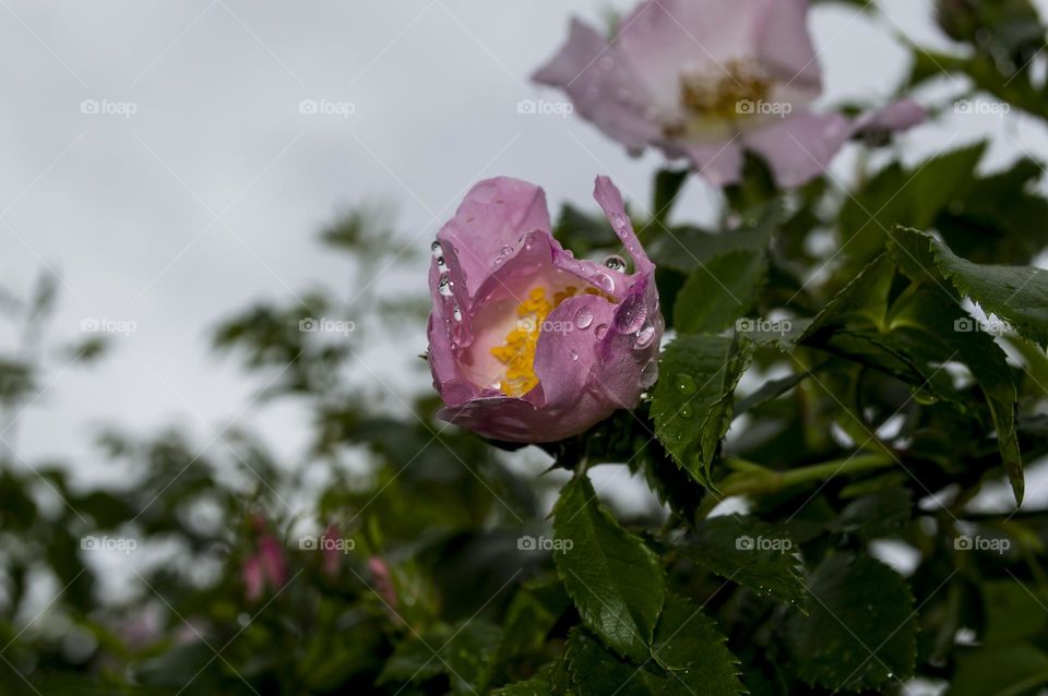 Rosehip flowers after the rain