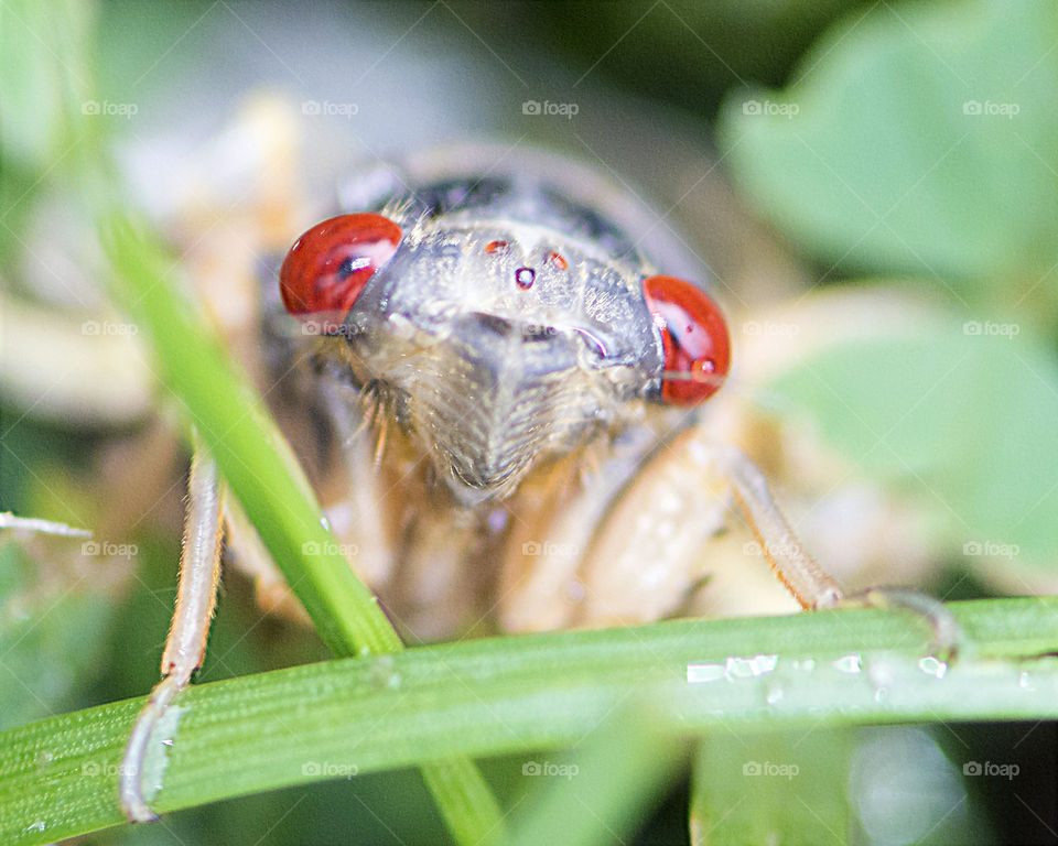 17 Year Cicada after leaving its nymphal skin, complete their final molt