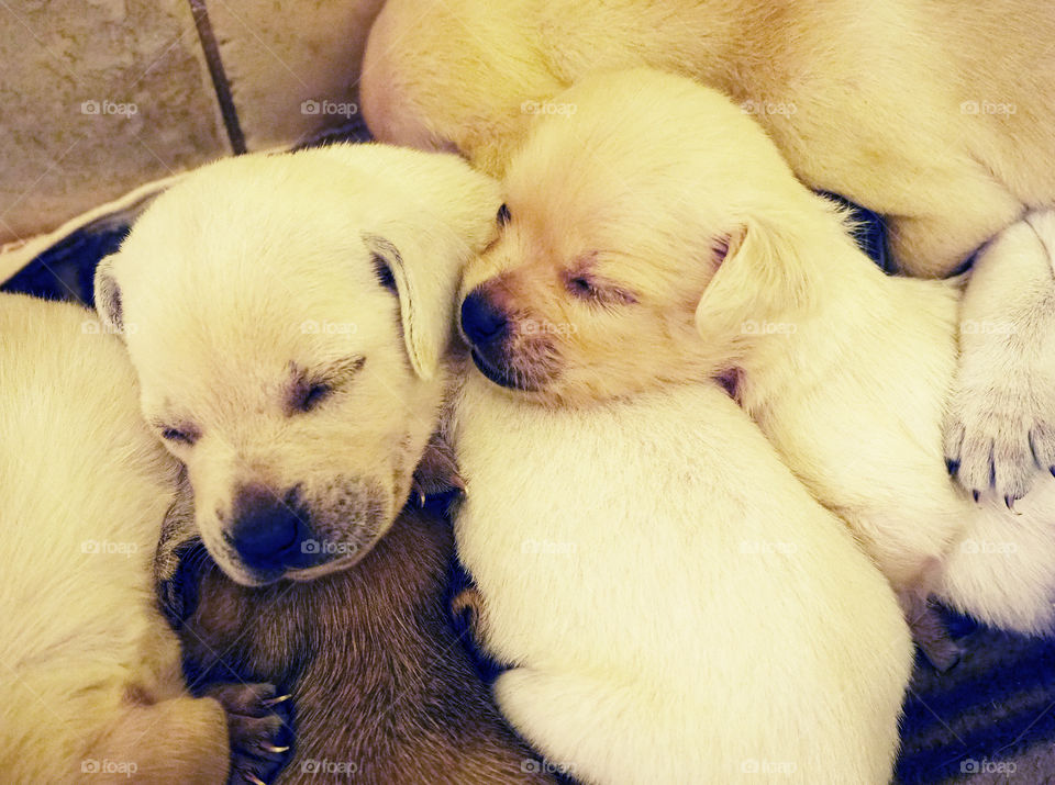 Sleeping puppies