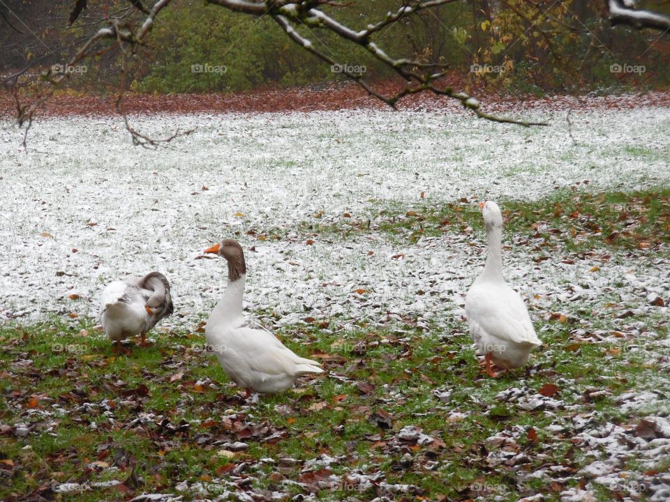 Parc de Mariemont , la Louvière