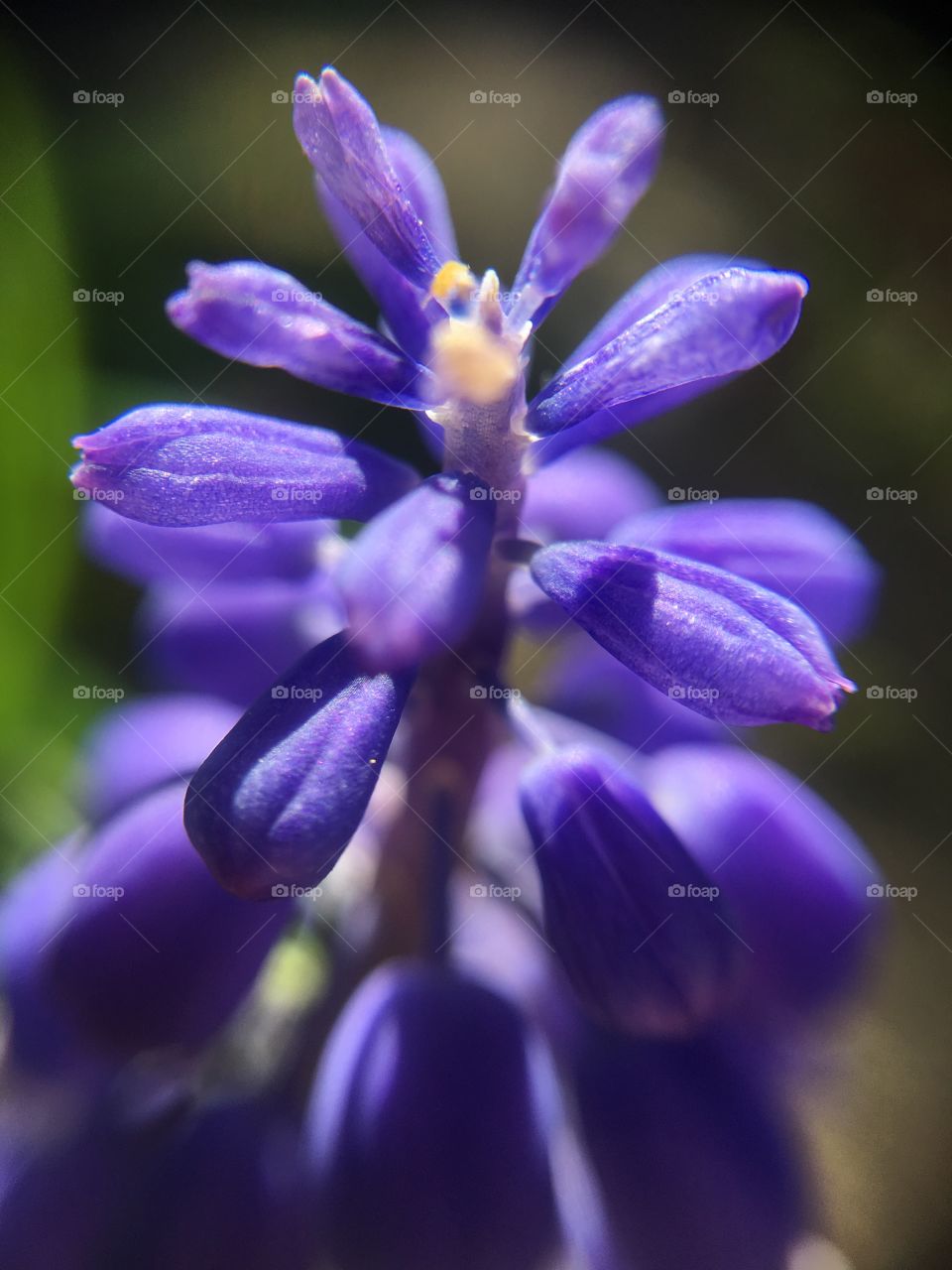 Grape hyacinth