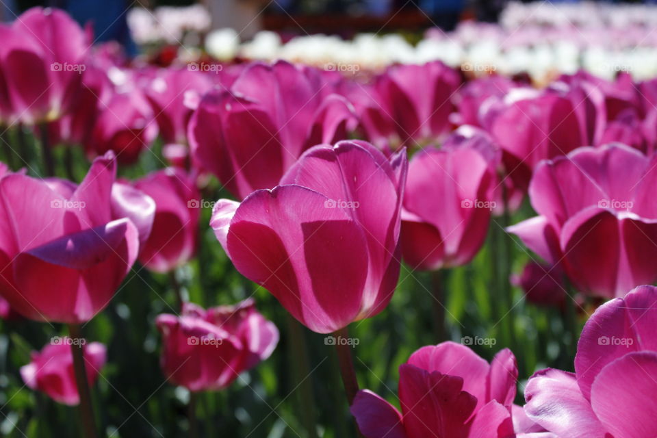 Gorgeous pink tulips!