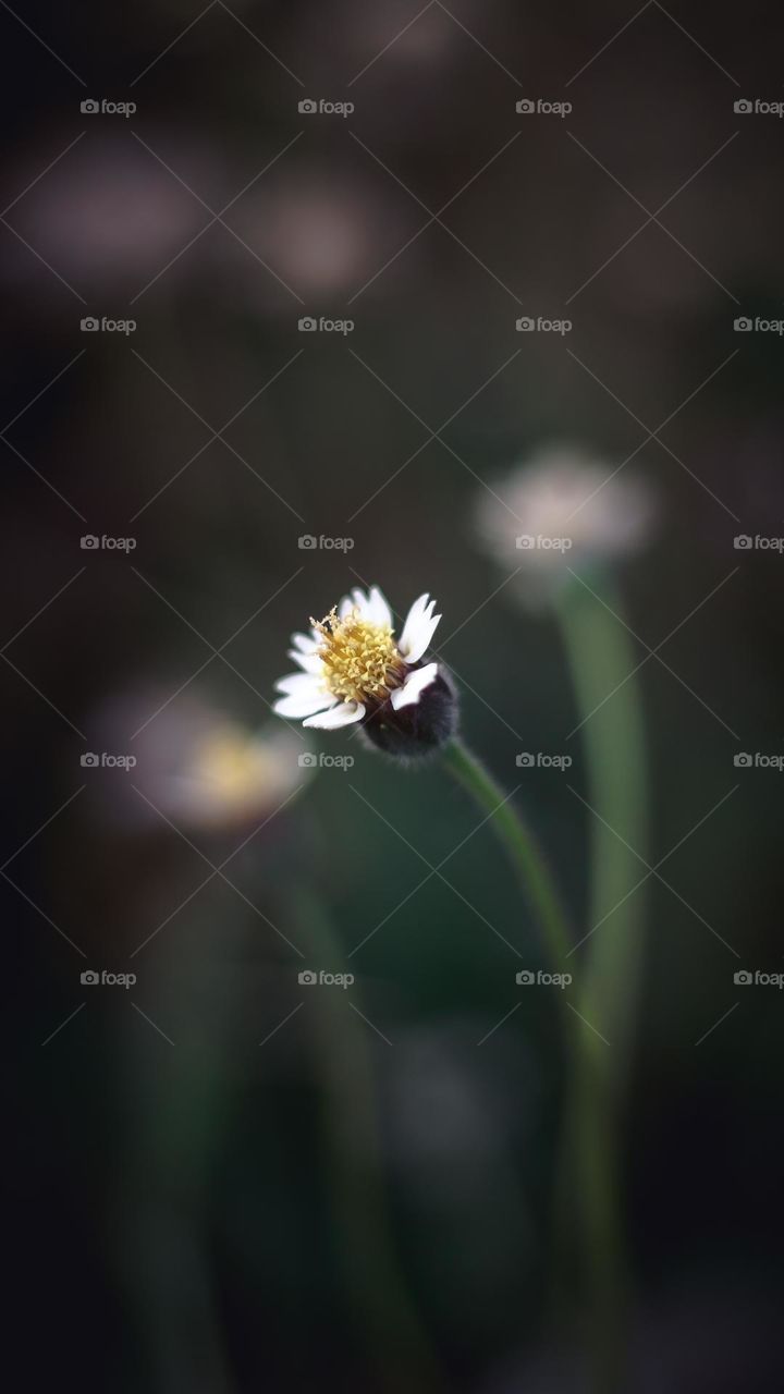 A flower of a tiny plants.