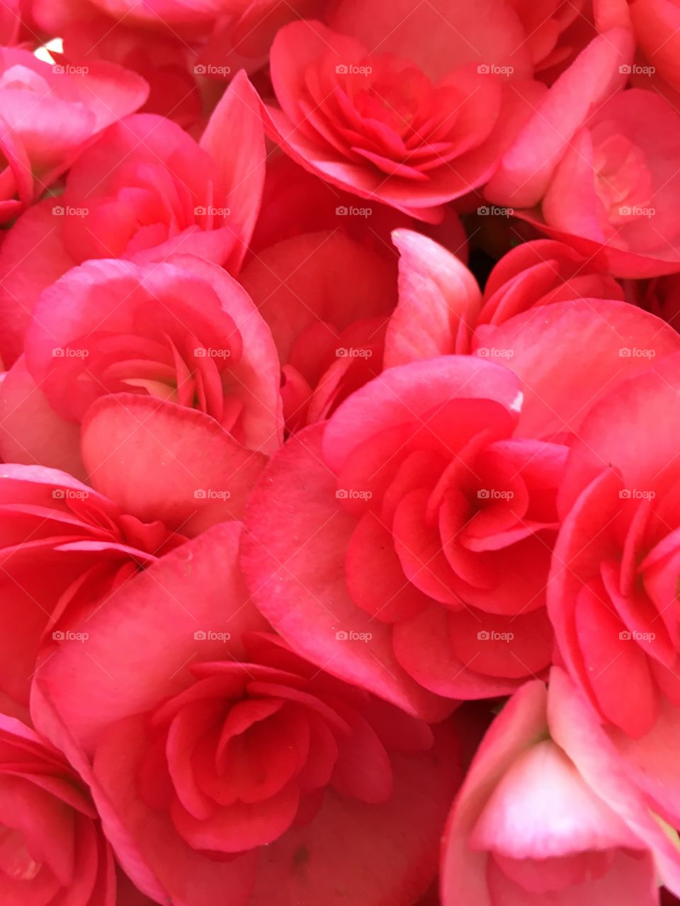 Incredibly colorful begonias, showing the beauty of spring and its flowers. / Begônias incrivelmente coloridas, mostrando a beleza da primavera e suas flores. 