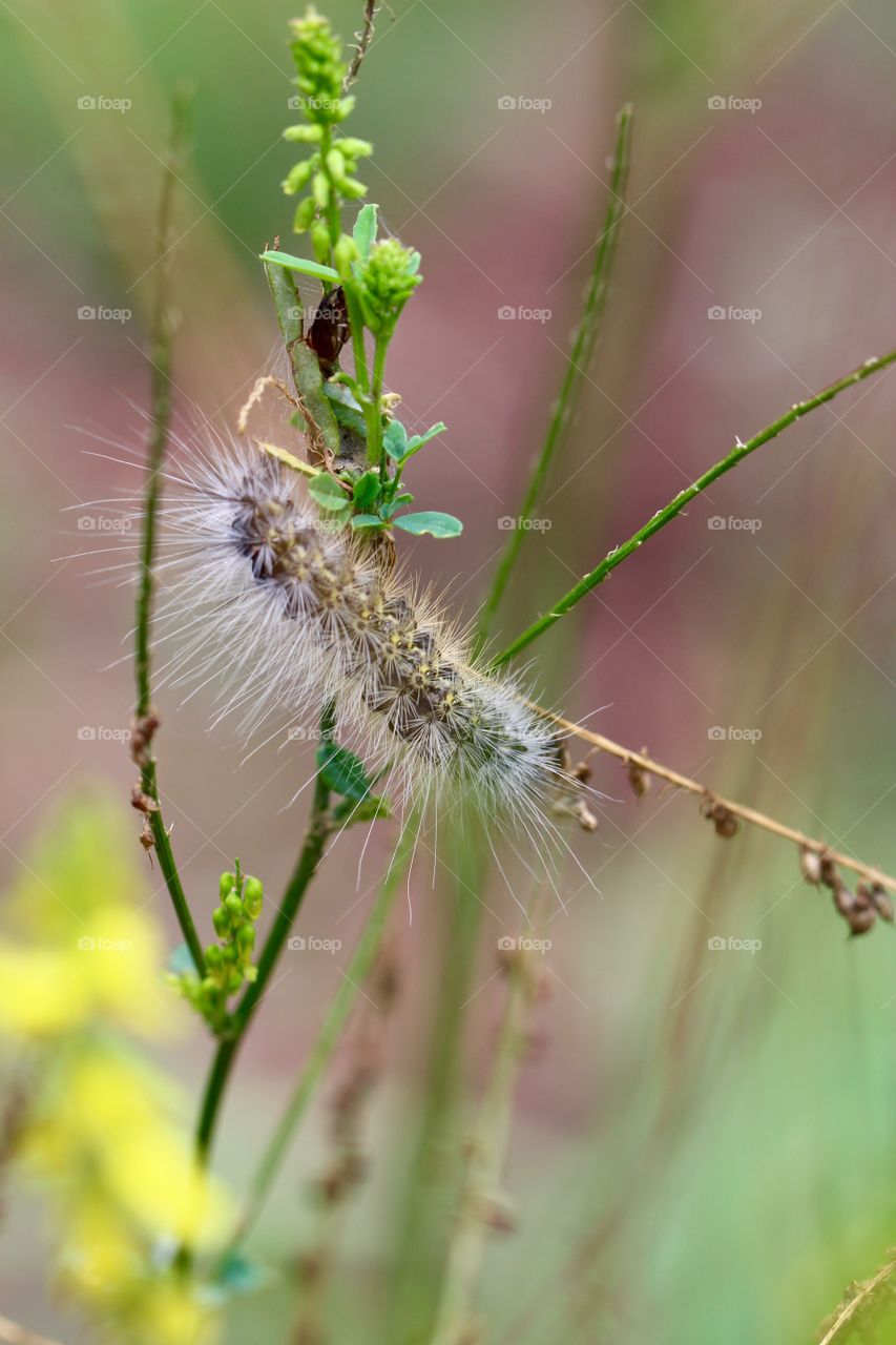 Fuzzy White and Yellow Caterpillar 