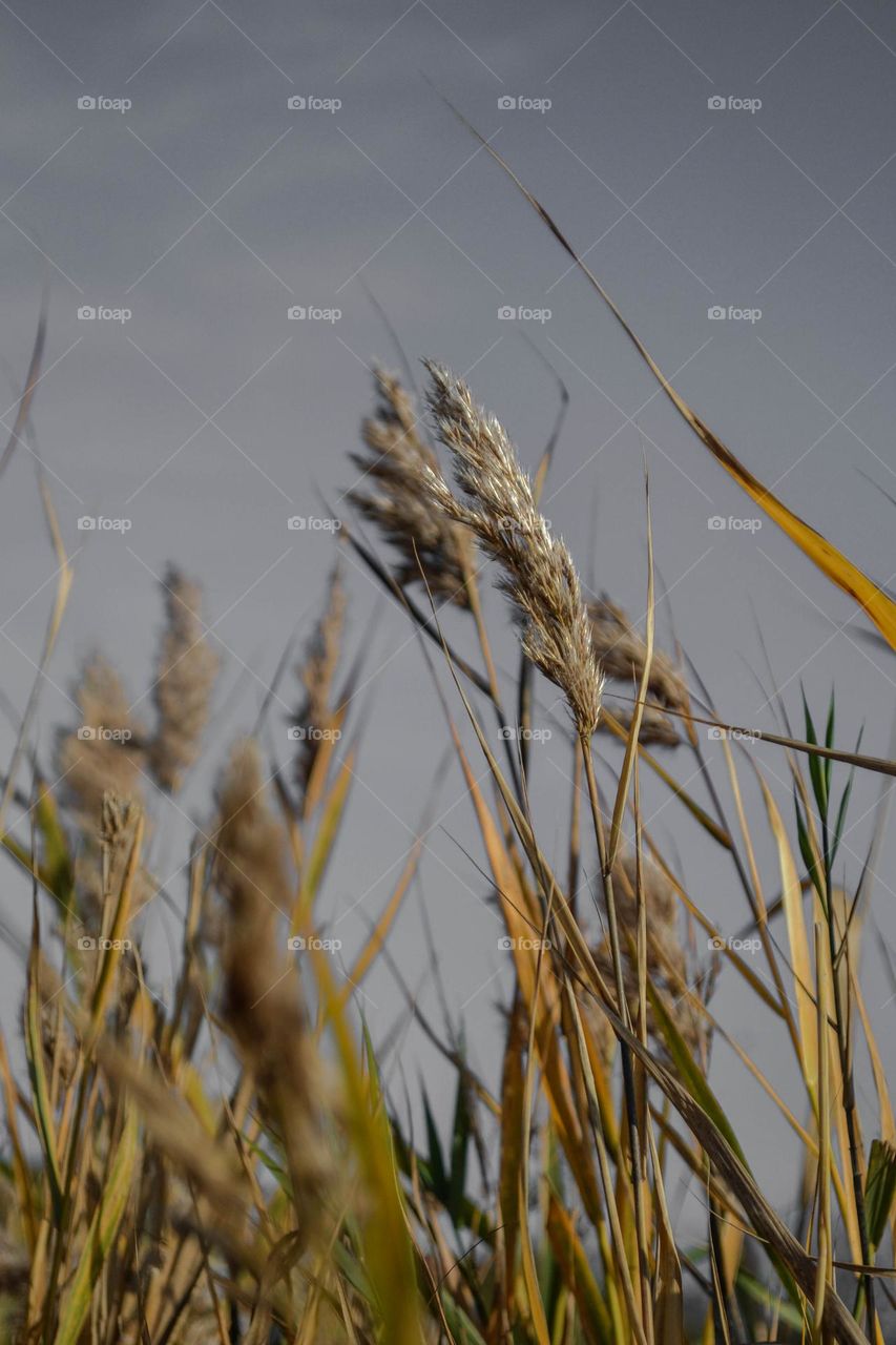 Reeds against the sky