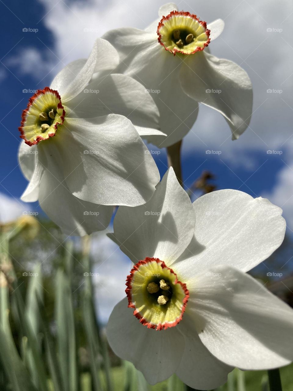 White Daffodils with a Pop of Color 