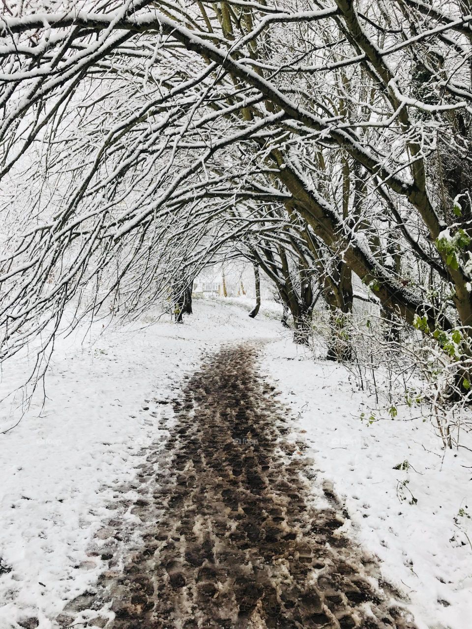 path in snow framed by trees