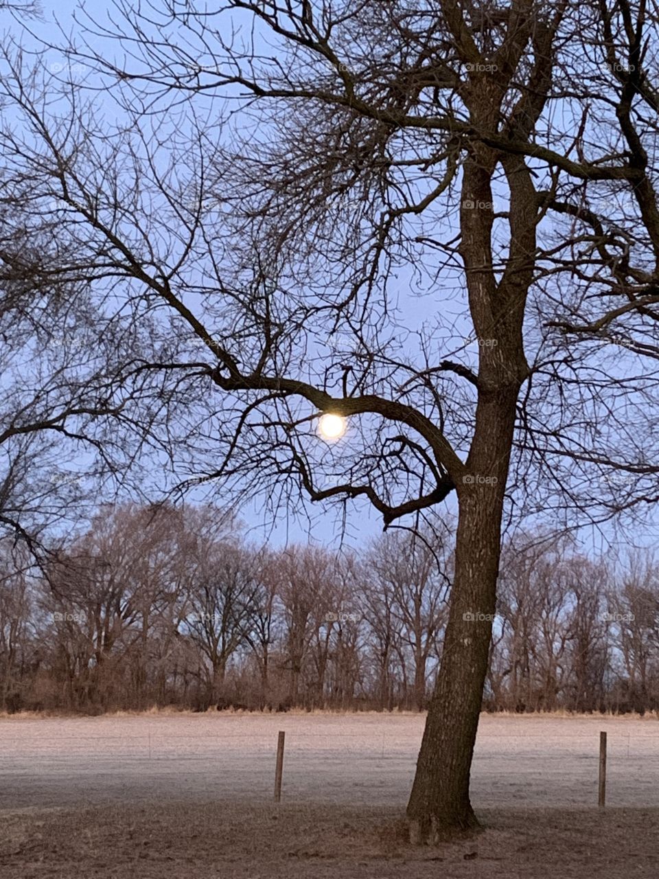 The setting moon framed by the bare branches of a tree against an empty farm field and grove of bare trees visible in the distance 