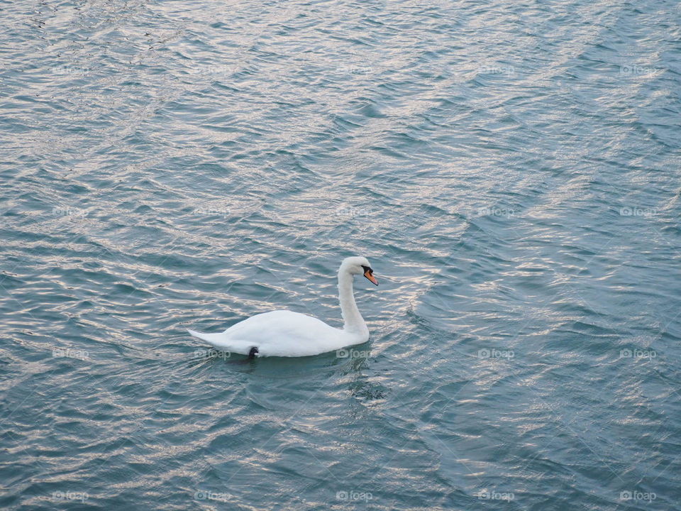 Mute Swan in Southampton