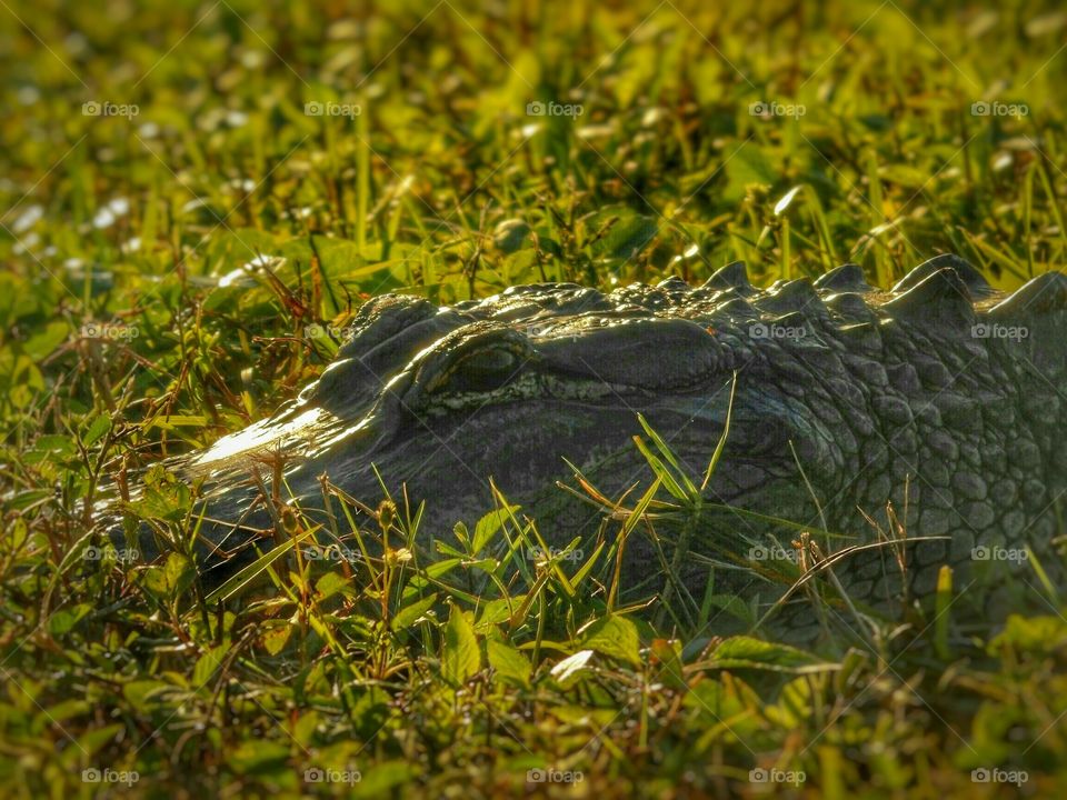 Close-up of a alligator