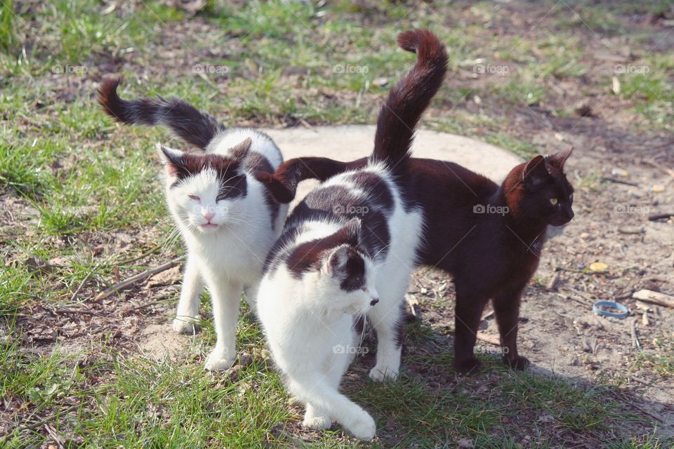 Those three kittens look like as if they were giving a performance! What a lovely family!