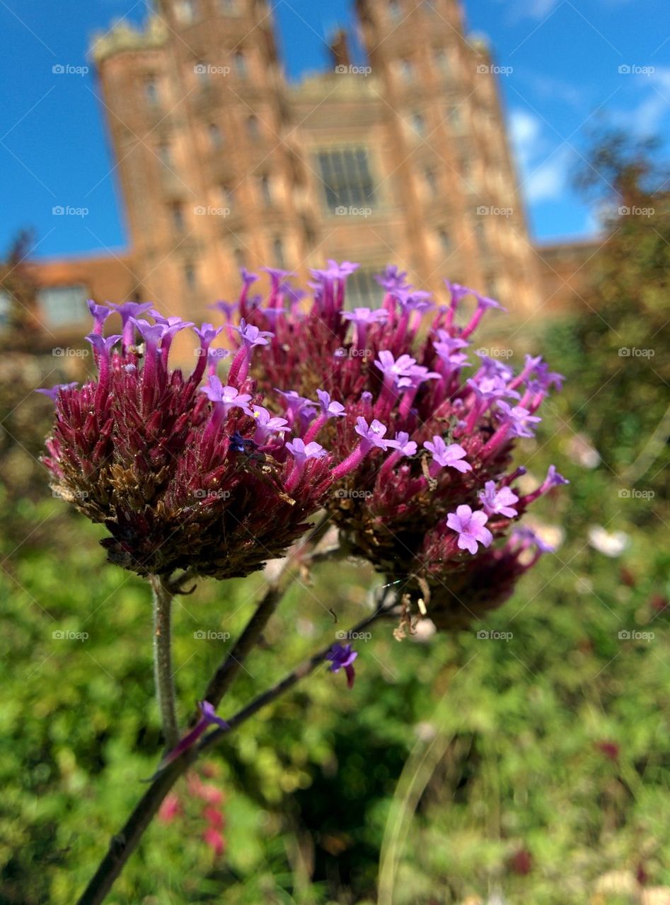 Flowers and layer marney tower