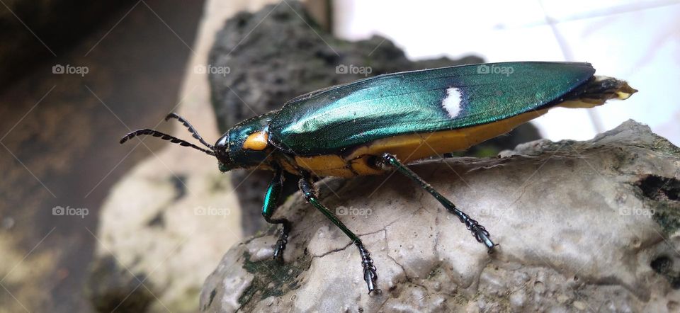 Gem beetles are often brightly colored and always have a hint of color usually on the underside.