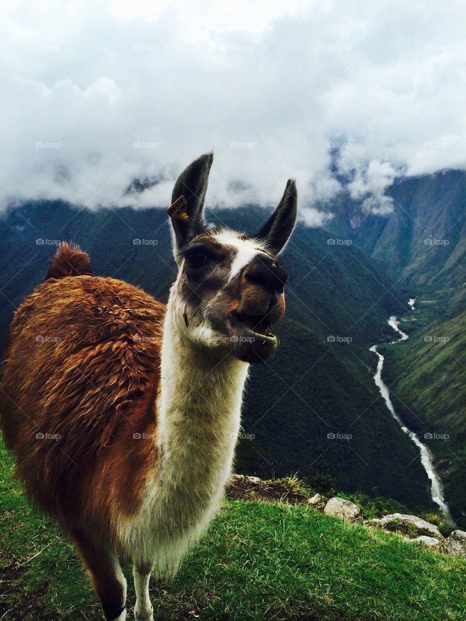 Portrait of llama