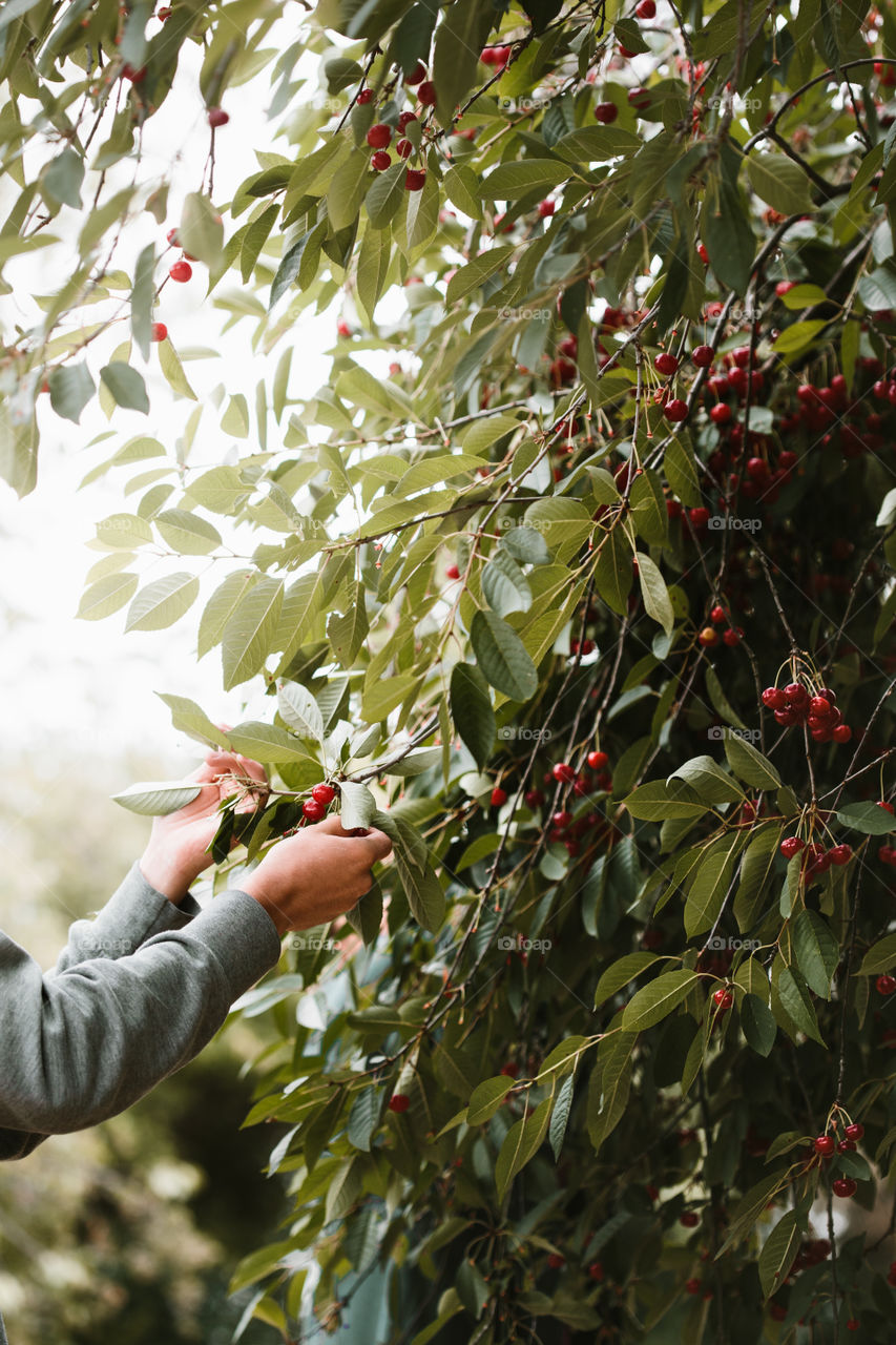 Young man picking cherry berries from tree