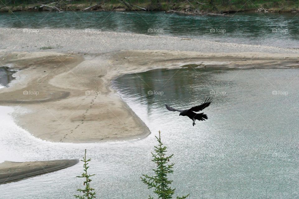 Black Raven flying over mountains and river in Banff Alberta Canada in the Rocky Mountains 