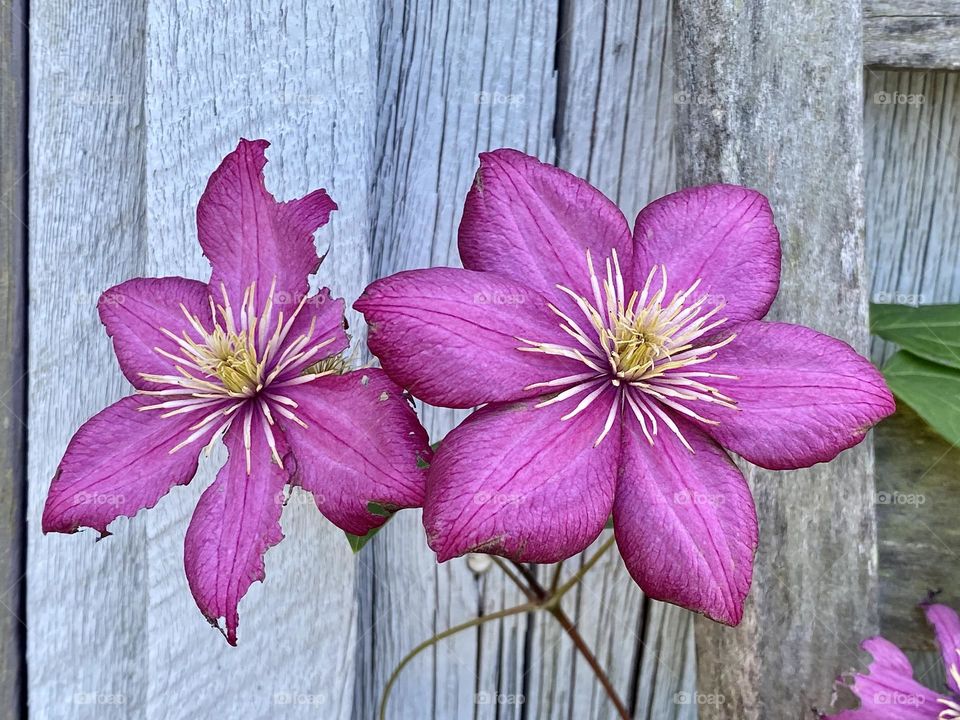 A pink clematis climbing up the frame of an old chair in front of a weathered barn