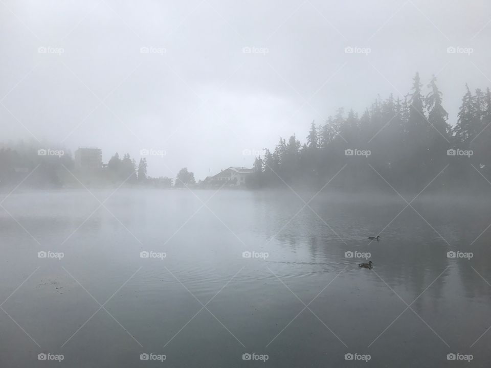 Ducks in the fog