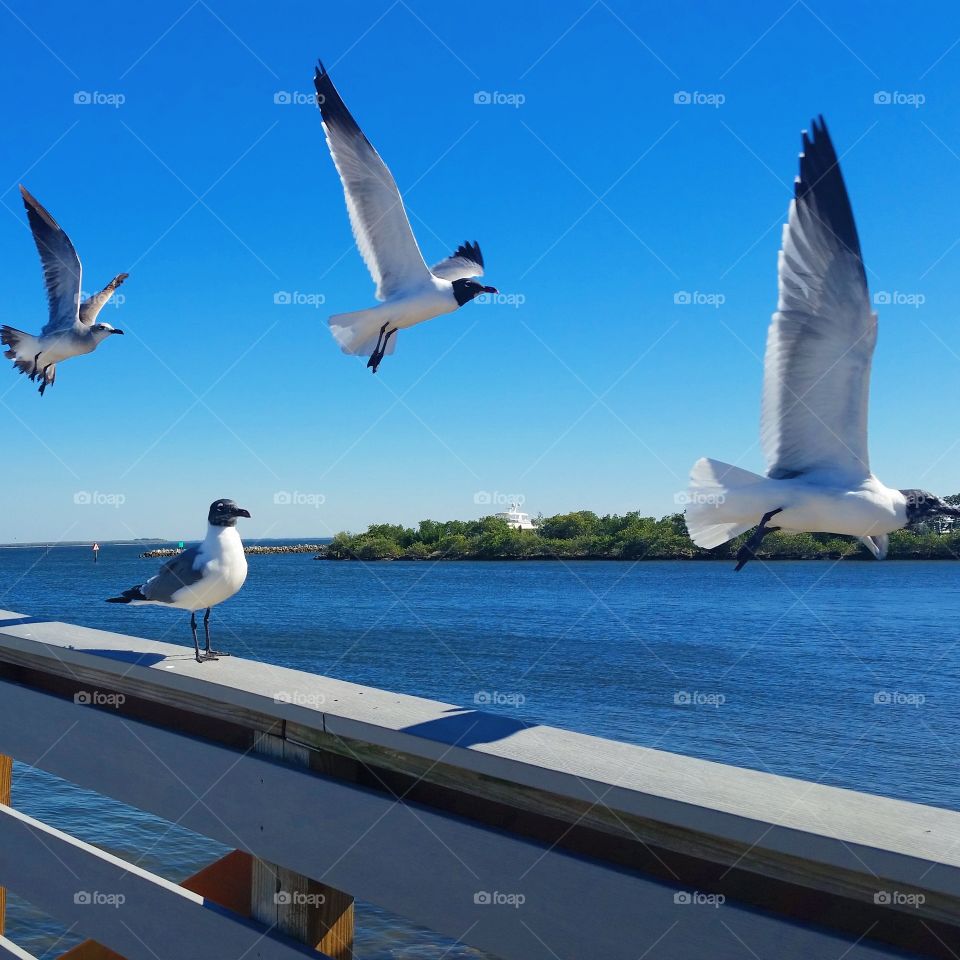 seagulls