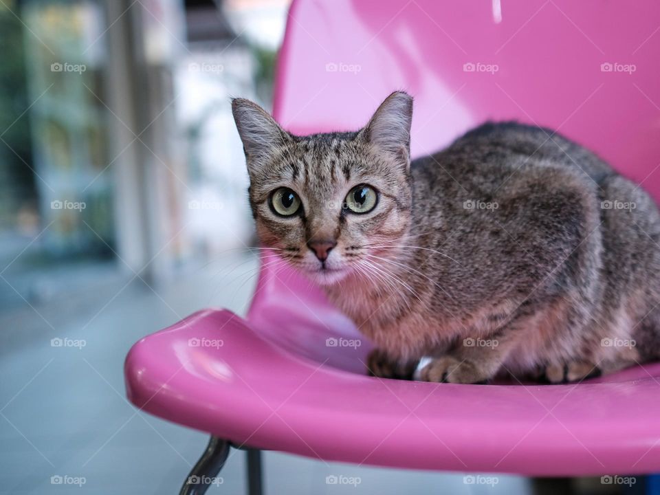 Street cat on a pink chair