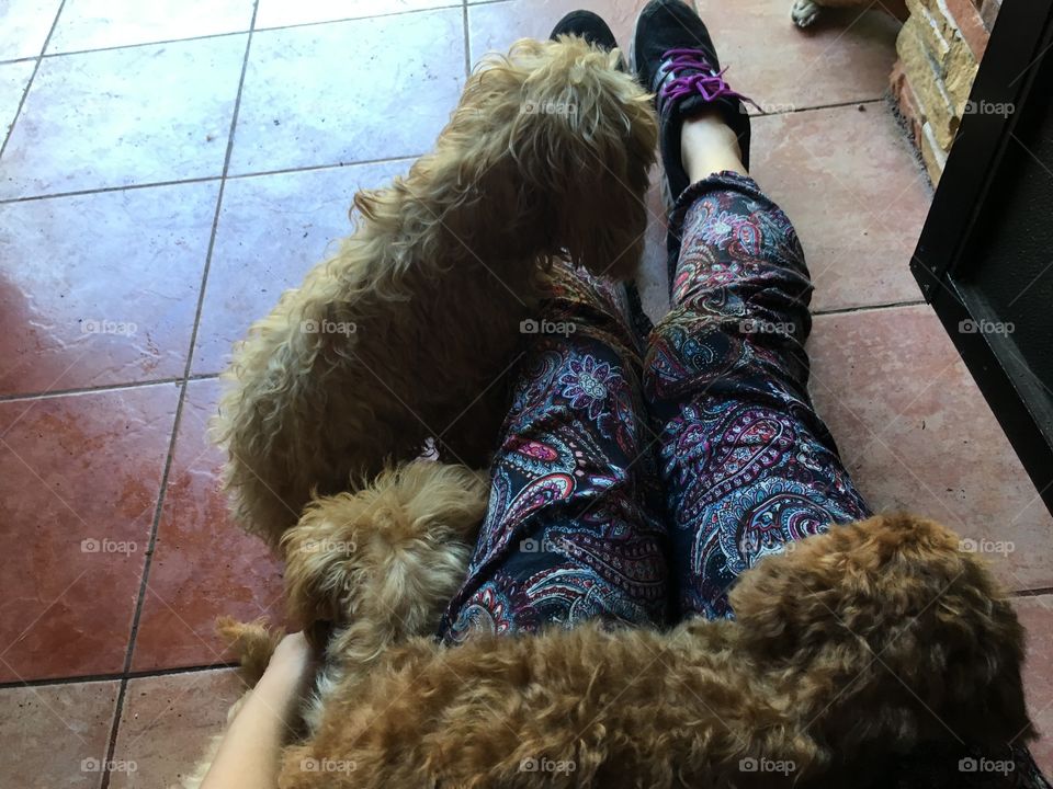 Being lazy with dogs