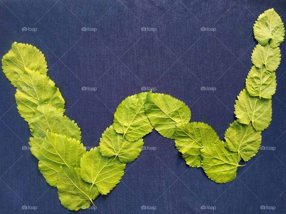Letter W alphabet made with mulberry Tree Green leaf over blue background