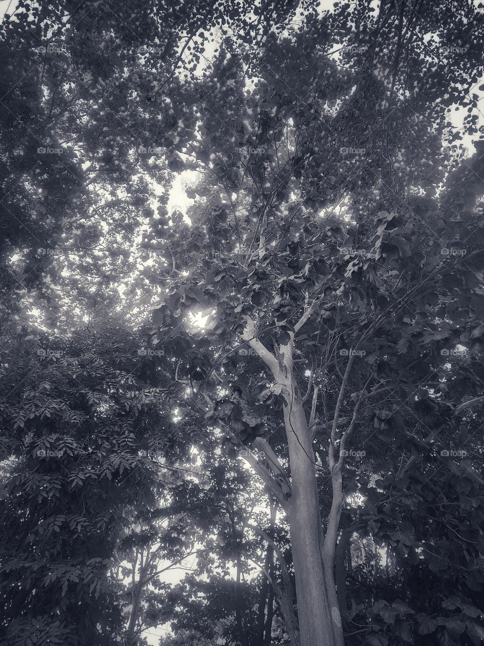 pictures of trees in different areas