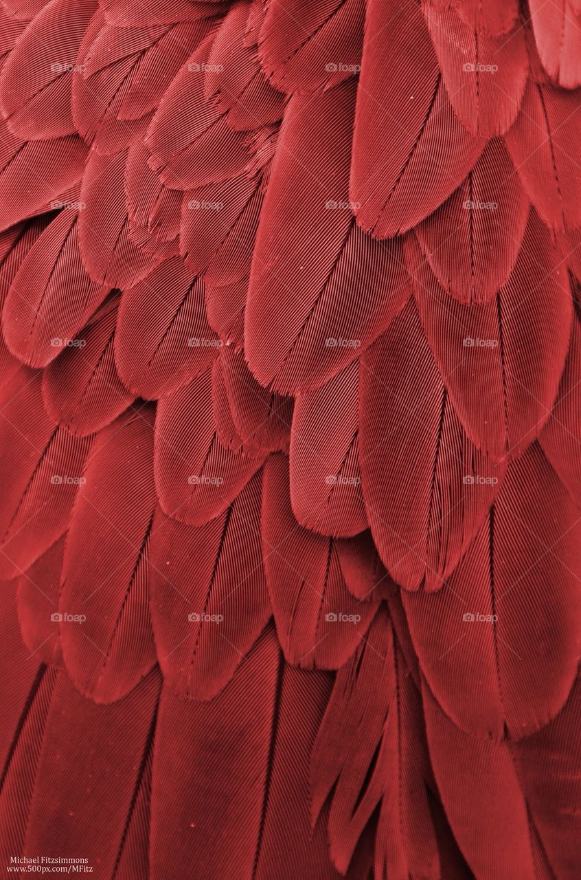 Maroon Parrot Feathers