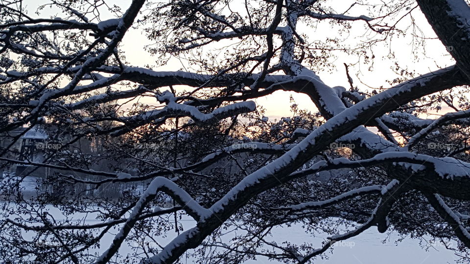 branches with snow