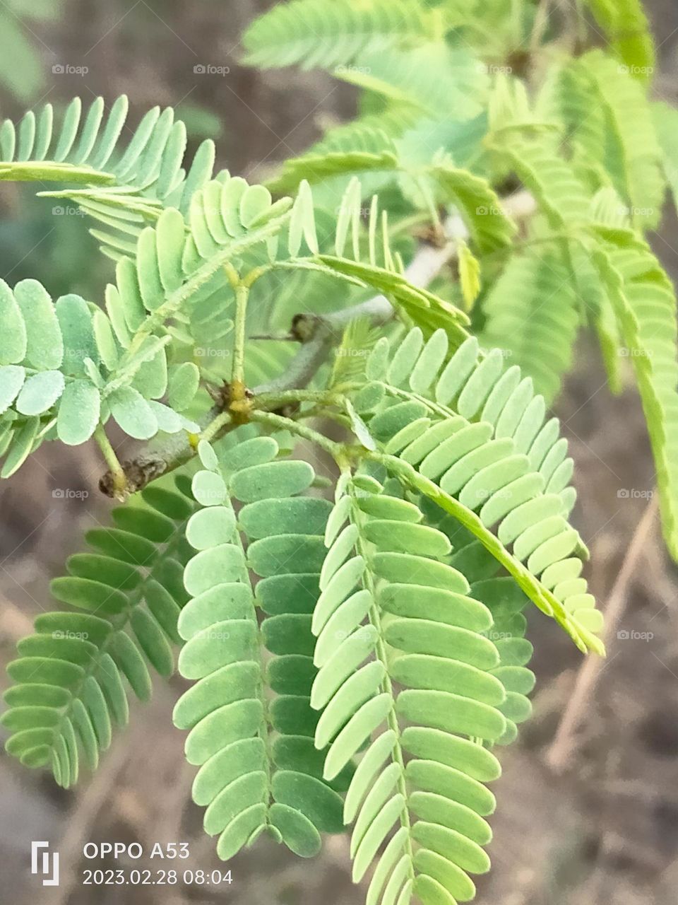 leaves of acacia tree .