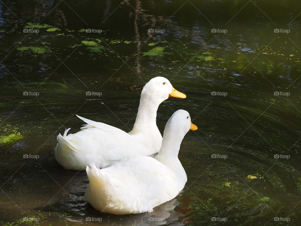 Two ducks swimming on water