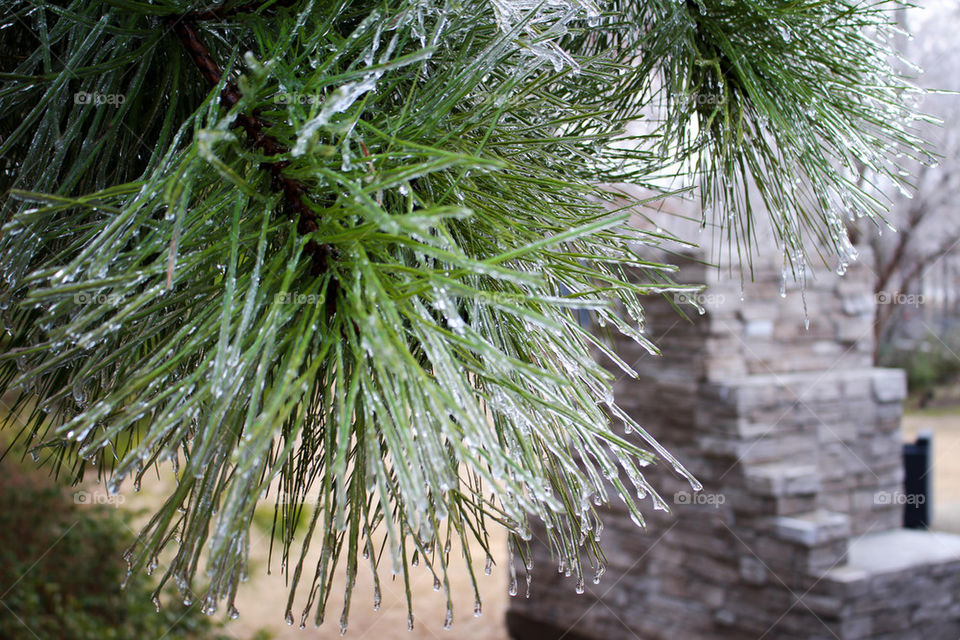 frozen pine tree