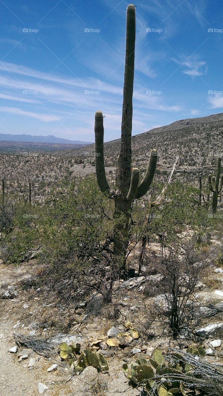 Cactus Desert