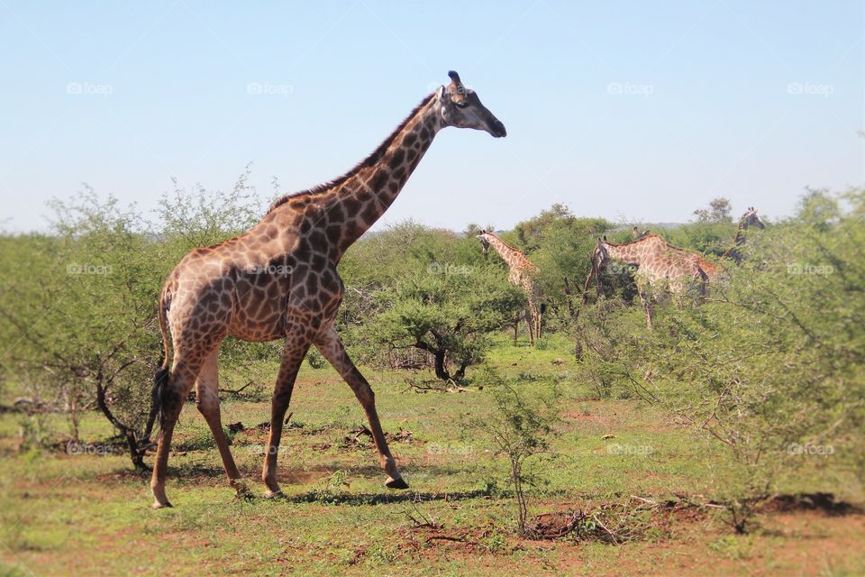 Giraffes foraging in the wild 