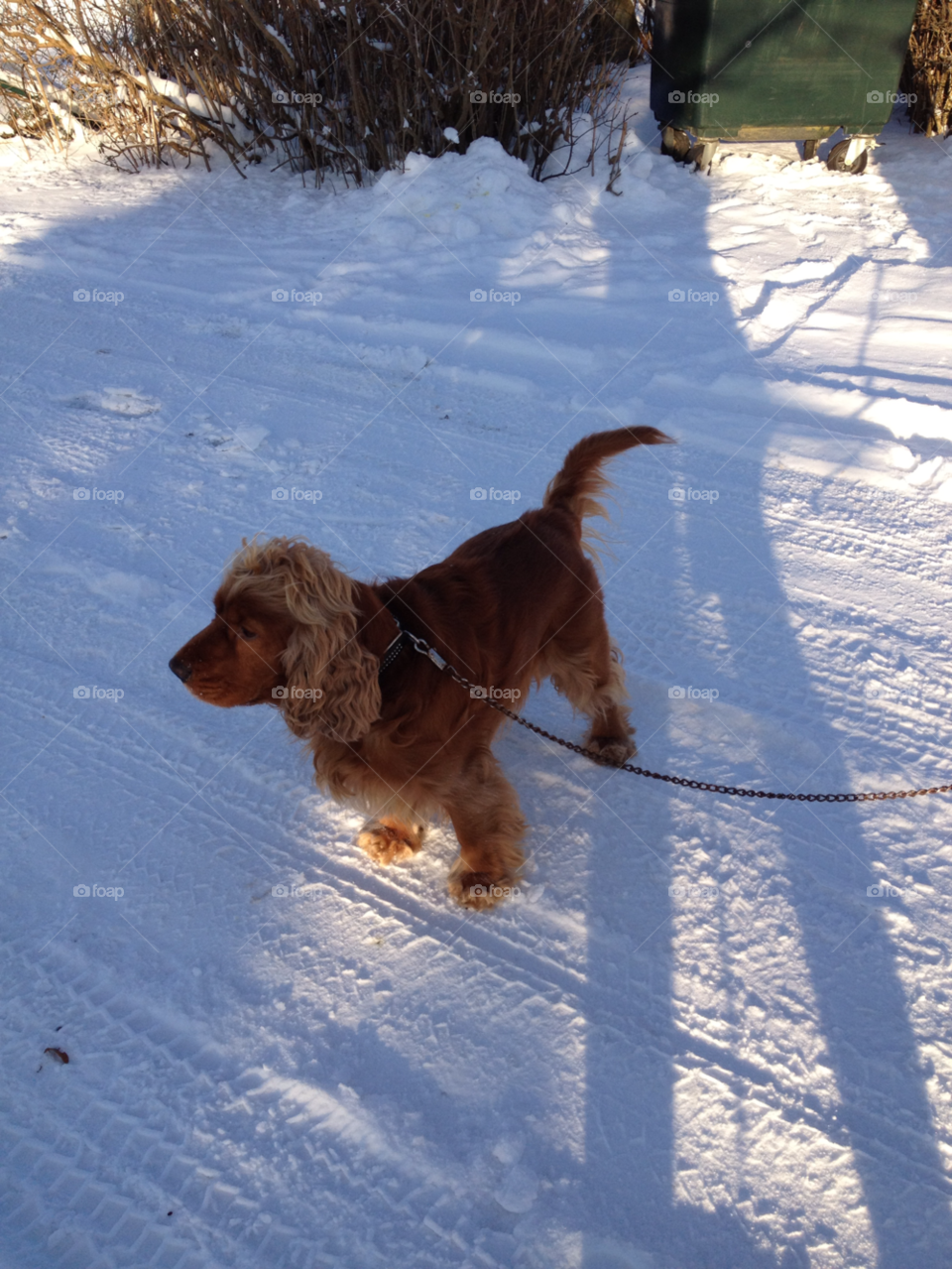 snow winter dog sunny day by liselott