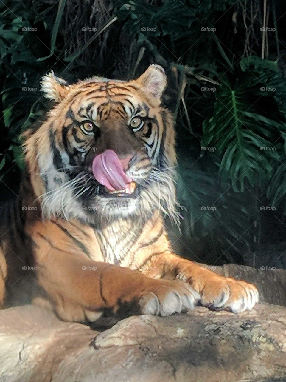 Hungry Tiger licking chops