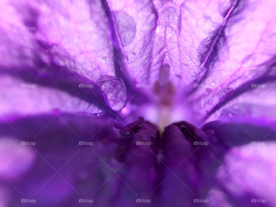 Closeup inside the mistery while this flower blooming under the sun. Seeing nice and thin but still hold water in.