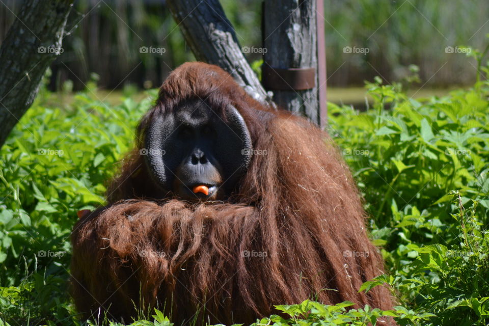 male orangutang