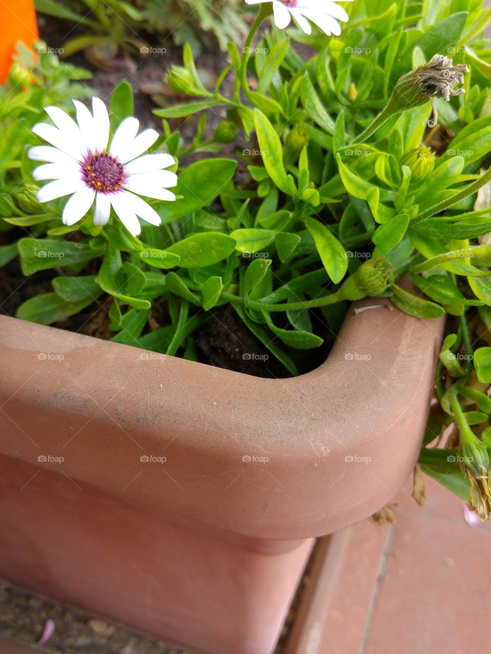 What the pots contain