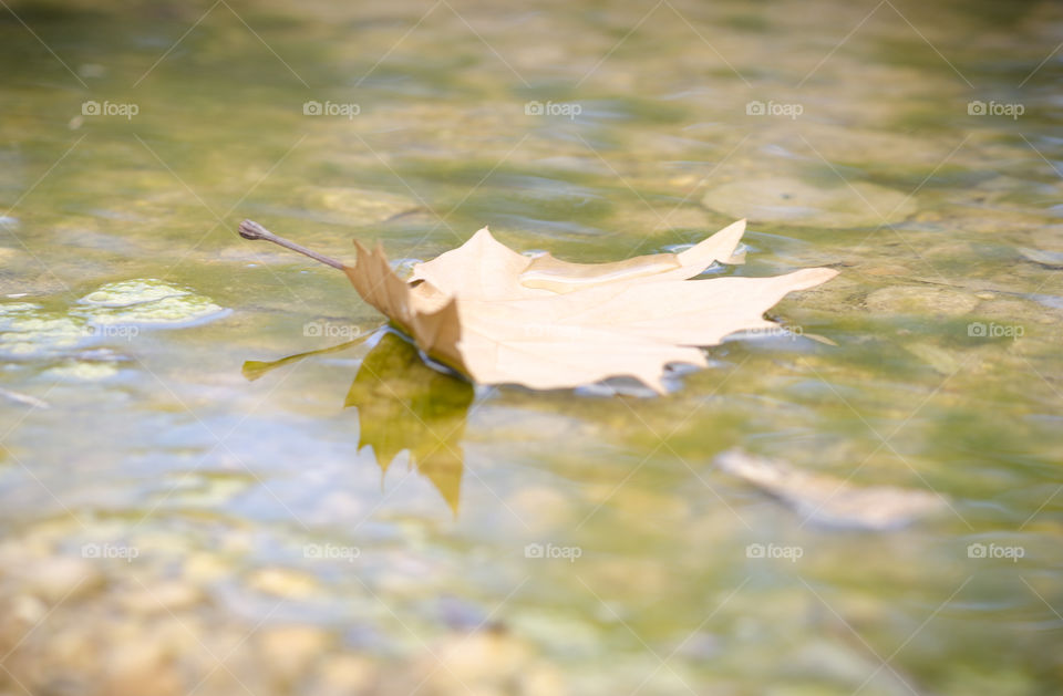Autumn leaf 1